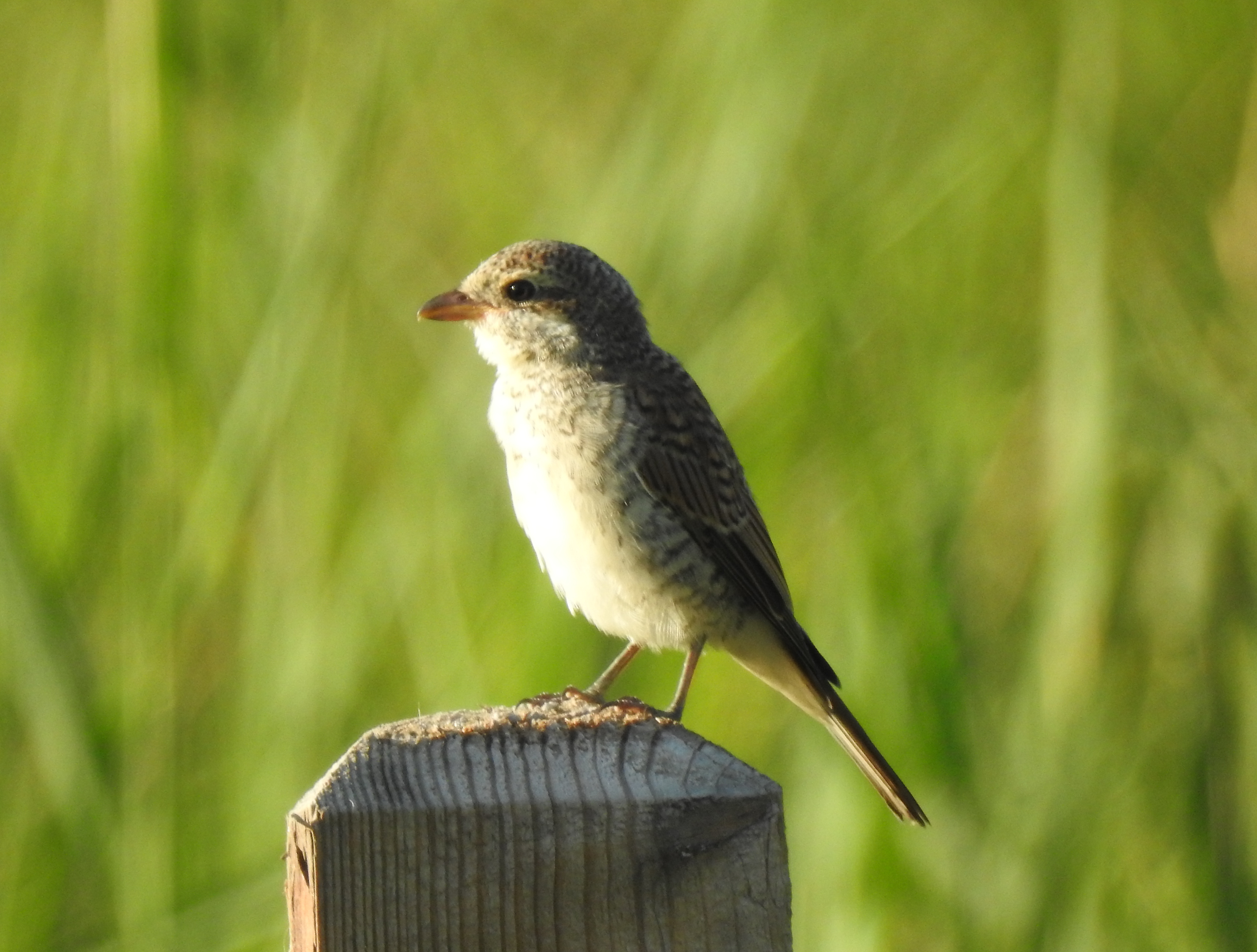 Junger Neuntöter im Natur- und Europaschutzgebiet Zeller See
