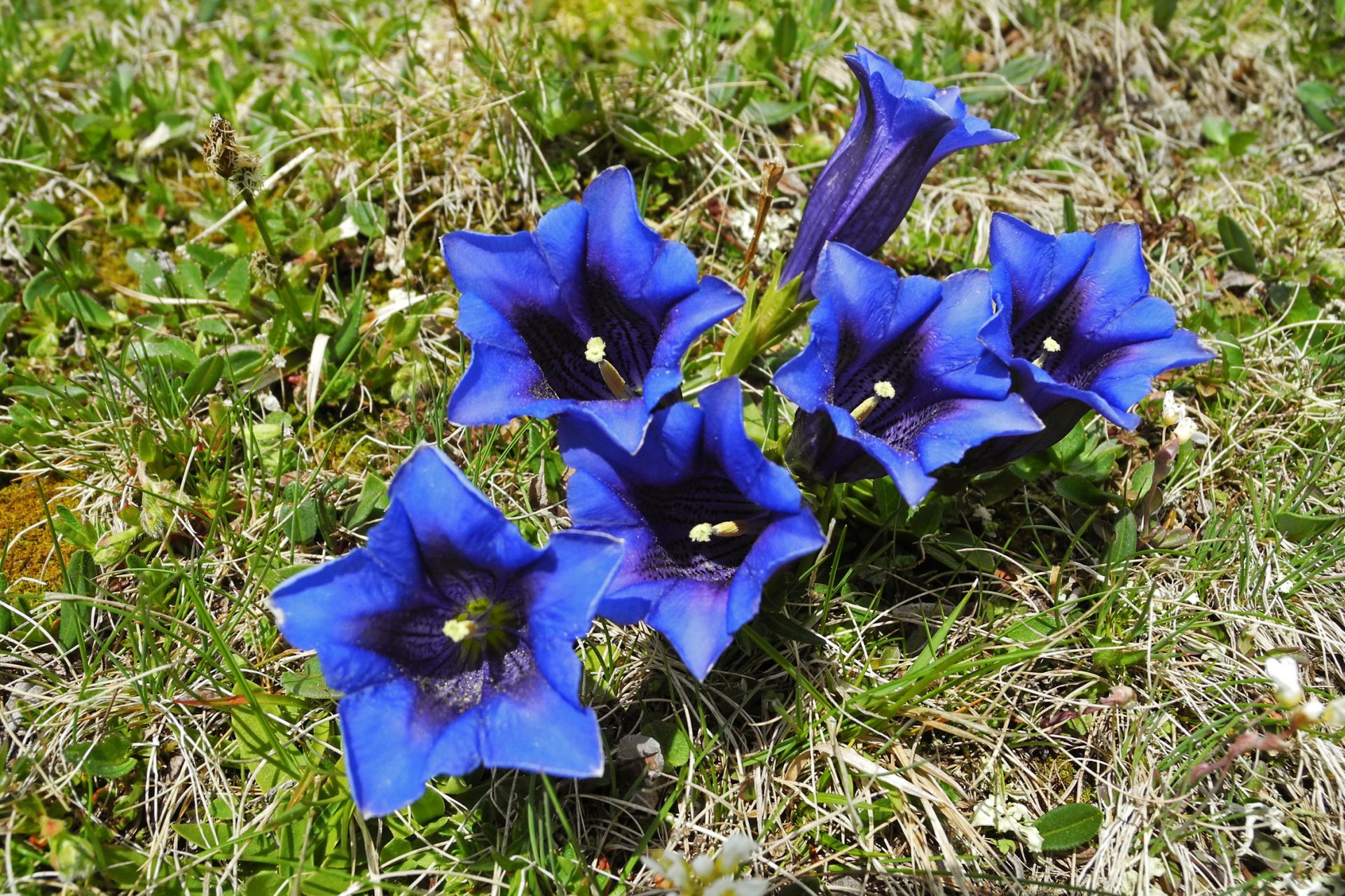 Enzian, ein Bild aus dem Salzburger Bauernkalender