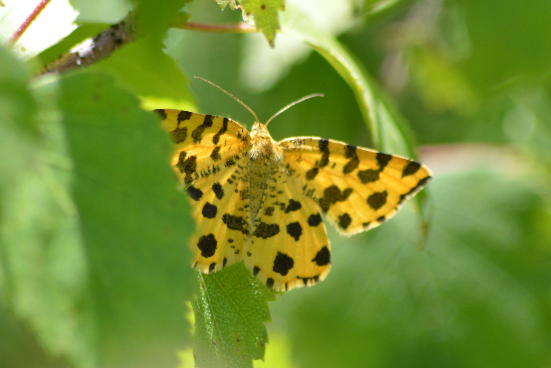Pantherspanner am Erlberg