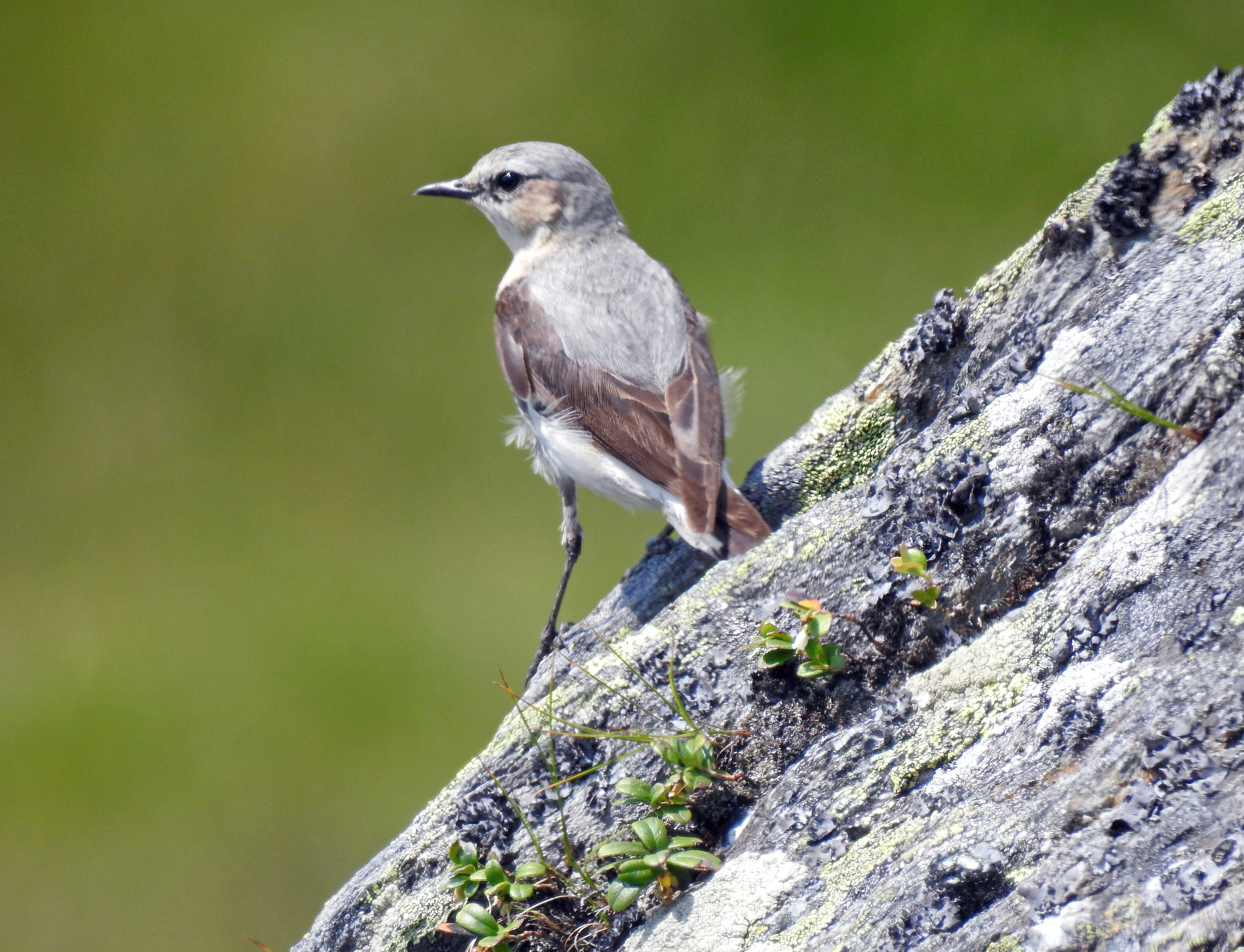 Adultes Steinschmätzer-Weibchen, Braunkogel, Kitzbüheler Alpen