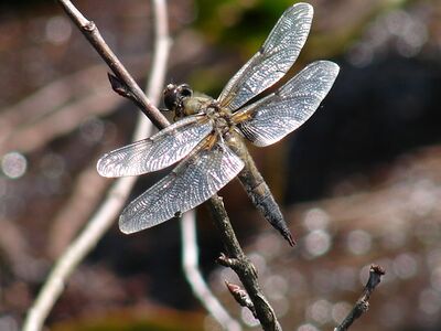 Beispiel einer Libelle