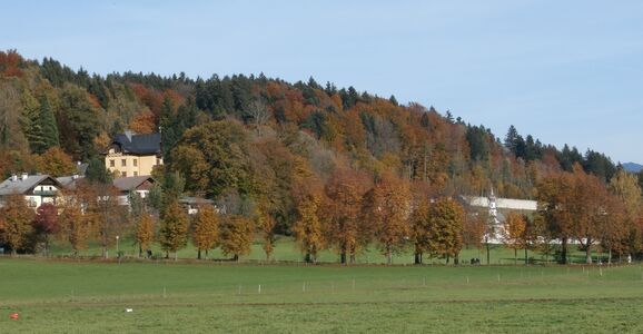 Kastanienalle am Nicolaus Gaertner-Weg