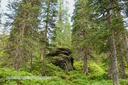Am Weg hinauf zum Rauriser Urwald.