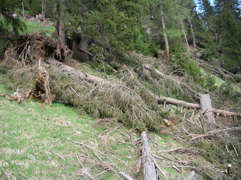 Datei:Windwurf 2007 03.JPG