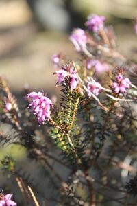Schneeheide beim Doblerweg