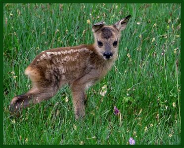 ein erst wenige Tage altes Kitz, alleine, weil die Mutter vor dem Fotografen flüchtete...