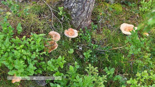 Pilze im Rauriser Urwald.