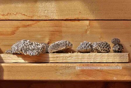 Wespennester, die aus einer Gartenhütte im Flachgau entfernt wurden.