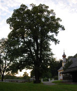 Dechanthoflinde Sommer 2011