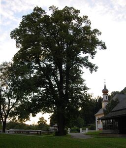 Linde beim Dechanthof Thalgau