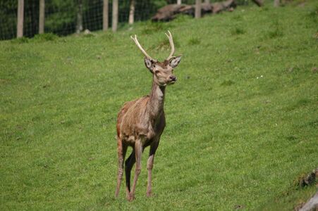 Gabler im Wildpark Ferleiten