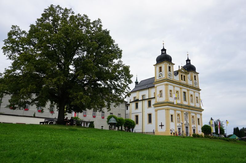 Datei:Plainlinde DSC02114.JPG