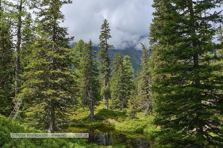 Am Weg durch den Rauriser Urwald vom oberen zum unteren Einstieg.