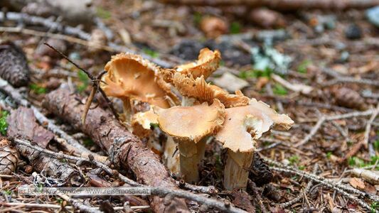 Pilze im Rauriser Urwald.