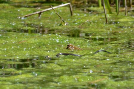 Ringelnatter, in dem als Teil des Thumersbacher Amphibienschutzsystems angelegten Teich.