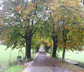 Nicolaus-Gaertner-Allee im Herbst