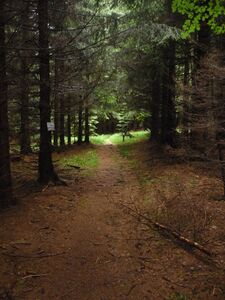 Arnoweg vom Kolomansberg nach Sommerholz