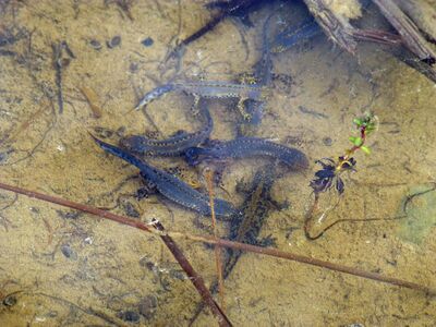 Sieben Männchen buhlen um die Gunst eines einzigen Weibchens. Tümpel oberhalb der Brandalm, St. Johann in Tirol, ca. 1 200 m ü. A.