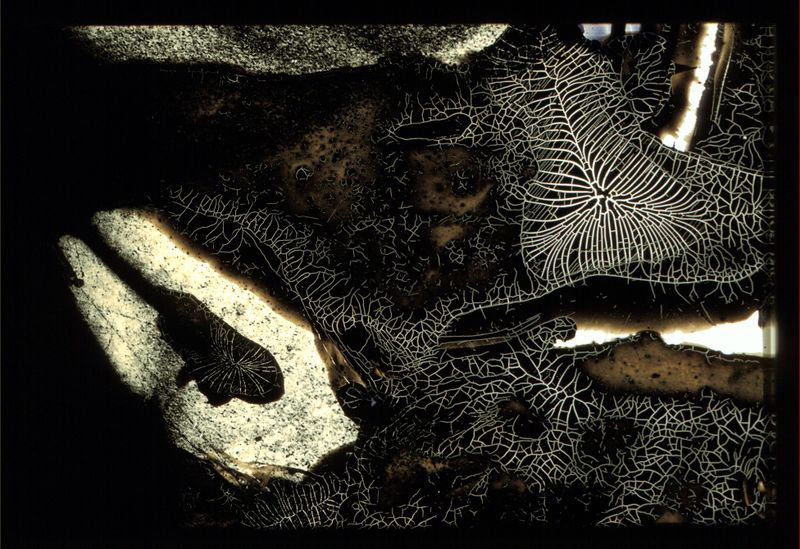 Datei:Chemogramm 3.JPG