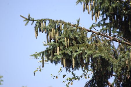 frische Fichtenzapfen, in der Wachstumszeit Juli