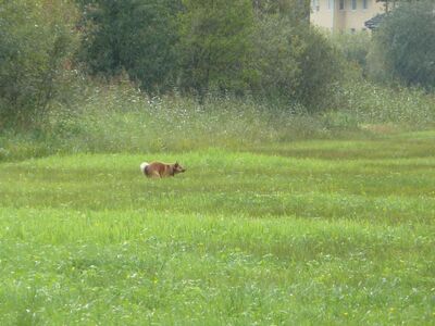 Hoffentlich Vergangenheit: Sackerlfreies Geschäft in einer Wiese im Naturschutzgebiet Zeller See. Ein Beispielbild für viele andere mögliche.
