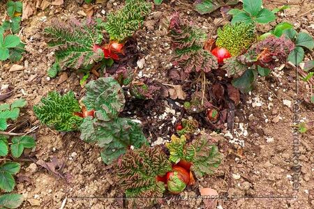 Rhabarber nach etwa zehn Tagen.