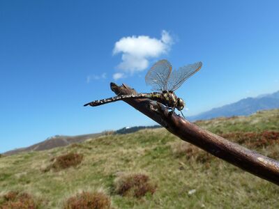 Begegnung auf 2 000 m ü. A. in den Glemmtaler Alpen