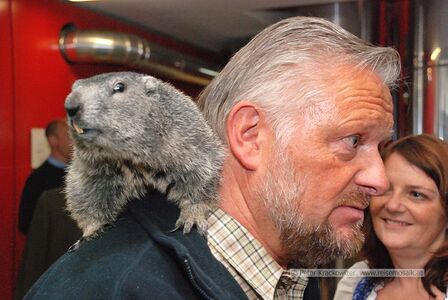 Herbert Haslinger, Wirt des Gasthofes Fuscherlacke an der Großglockner Hochalpenstraße mit Murmeltier (Mankei) Felix