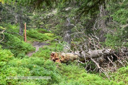 Am Weg durch den Rauriser Urwald vom oberen zum unteren Einstieg.