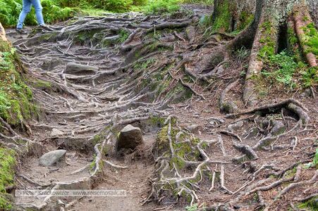 Am Weg hinauf zum Rauriser Urwald.