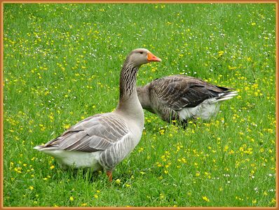 Mit derzeit 11-100 Brutpaaren befindet sich die Graugans in Salzburg auf der Vorwarnliste.
