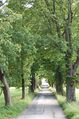 Alleeblick von Norden