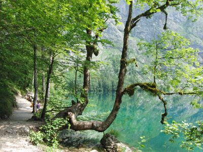 Impression vom Uferweg am Obersee