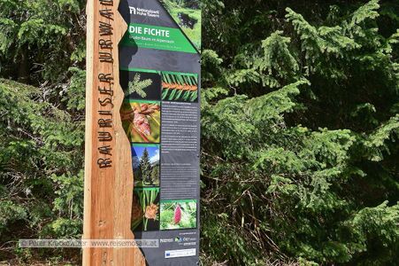 Am Beginn des Rauriser Urwaldes beim oberen Einstieg.