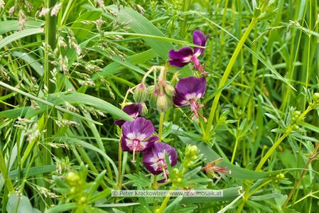 Geranium phaeum (Brauner Storchschnabel), Aufnahmeort Raum Neumarkt am Wallersee