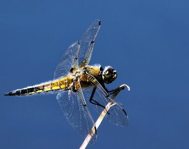 Vierflecklibelle im Weidmoos