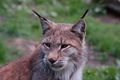 In Gefangenschaft lebender Luchs, Wildpark Ferleiten