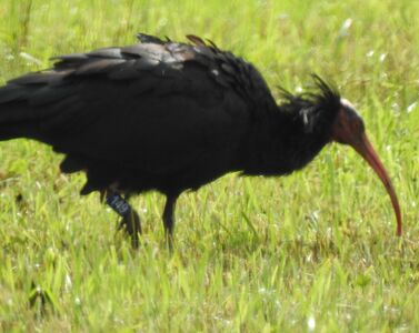 Waldrapp mit Ringnummer 149