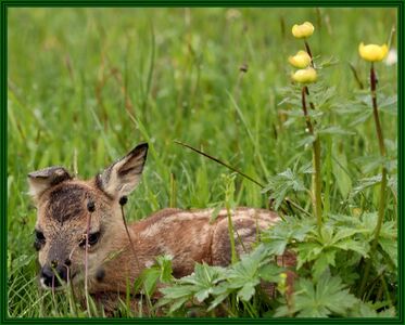 ...kauert es sich ins Gras und verhält sich ruhig, zum Schutz, nicht entdeckt zu werden, zu überleben
