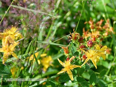 Pflanzen im Rauriser Urwald.