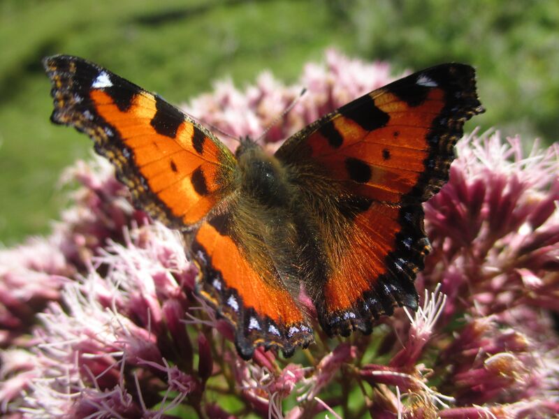 Datei:Kleiner Fuchs 03.09.2021 4.JPG