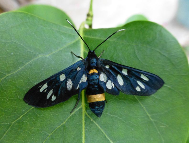 Datei:Weißfleckwidderchen 2.jpg