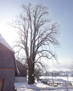 Linde beim Dechanthof Thalgau; Winterbild 2011