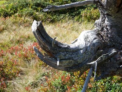 Ein etwas verschmitzt blickender Keiler