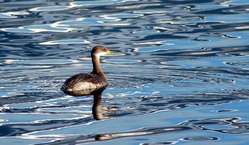 Rothalstaucher im Schlichtkleid auf dem Zeller See