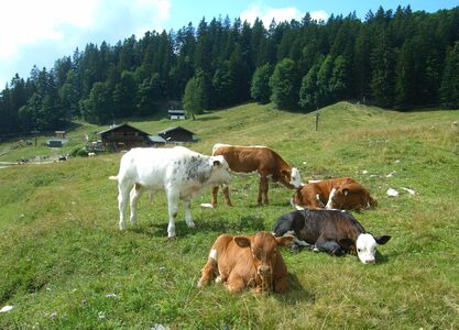 Jungvieh auf den Spielbergalm
