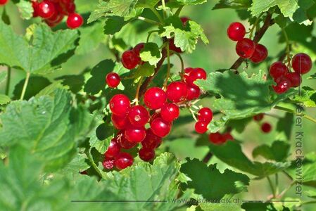 Rote Ribisel