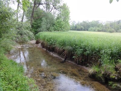 Plainfelder Bach kurz vor der Einmündung in den Brunnbach in Thalgau-Enzersberg