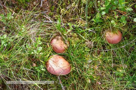 Pilze im Rauriser Urwald.