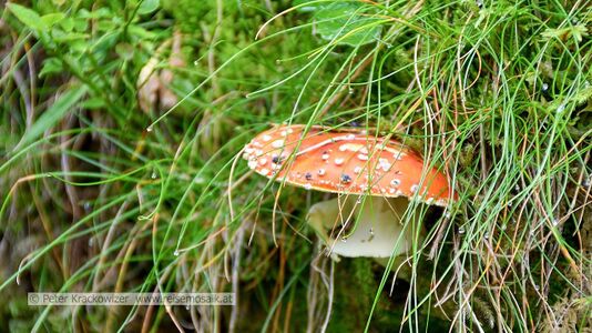 Pilz im Rauriser Urwald.